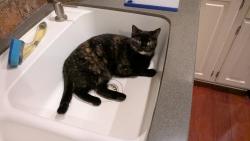 Reunited Female Cat last seen 95th and Winslow Chase , Maple Grove, MN 55311
