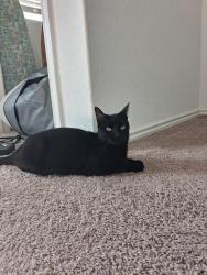 Found/Stray Female Cat last seen south loop 1604 east, San Antonio, TX 78264