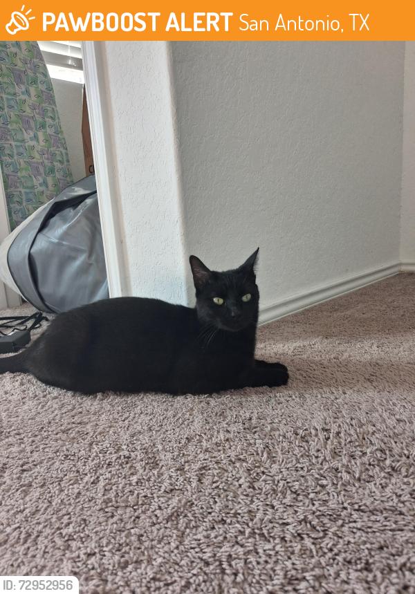 Found/Stray Female Cat last seen south loop 1604 east, San Antonio, TX 78264