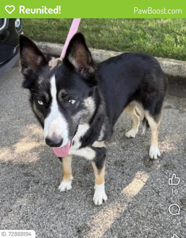 Reunited Female Dog last seen High country rd, Carrollton, TX 75287