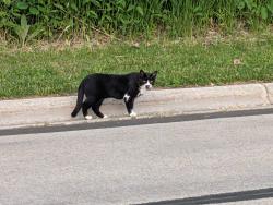 Found/Stray Unknown Cat last seen Coming out of UWGB Woods , Green Bay, WI 54311