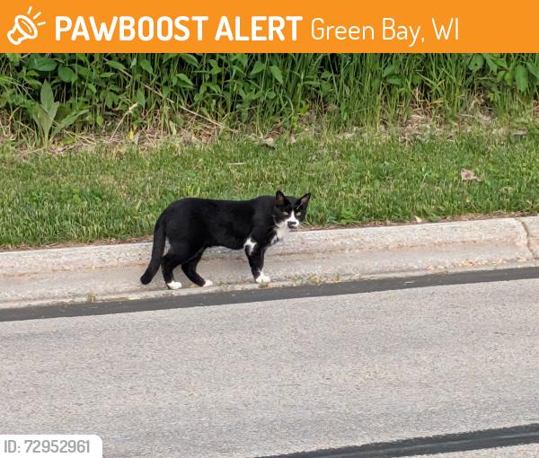Found/Stray Unknown Cat last seen Coming out of UWGB Woods , Green Bay, WI 54311