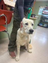Shelter Stray Male Dog last seen Out of Town, Burnsville, NC 28714