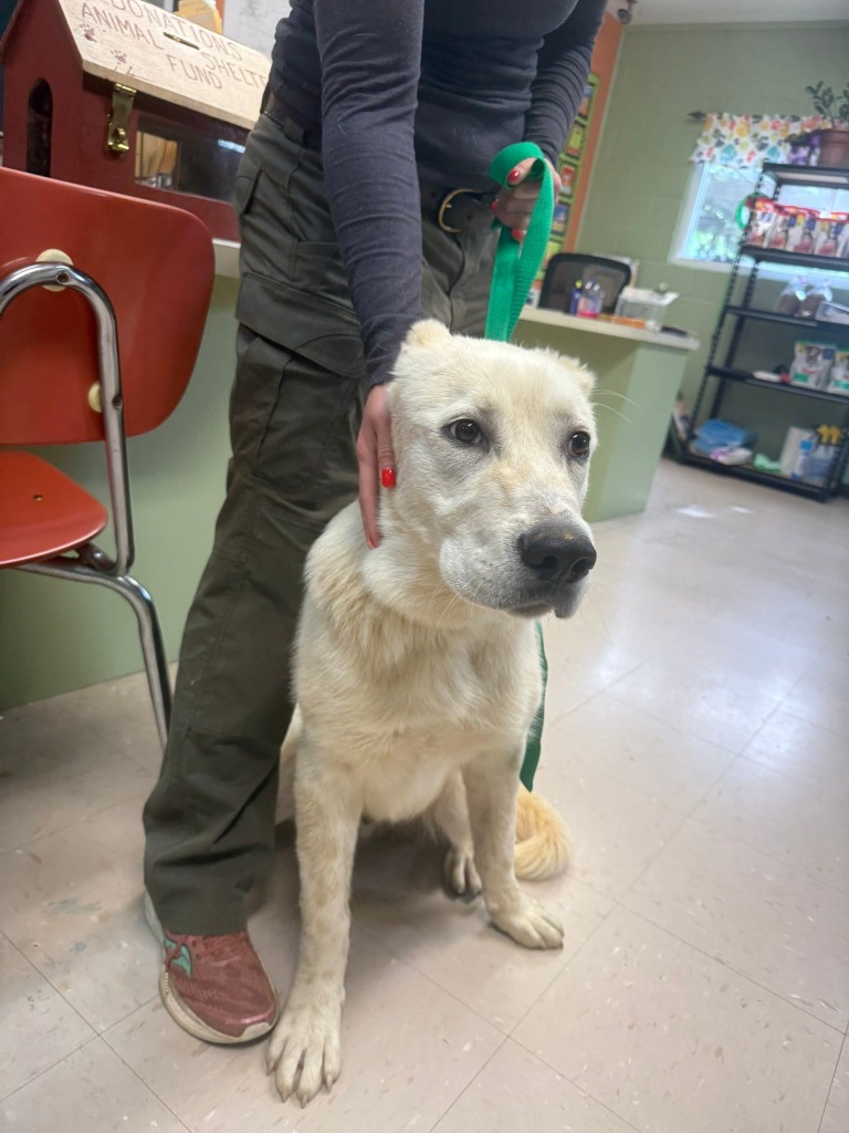 Shelter Stray Male Dog last seen Out of Town, Burnsville, NC 28714