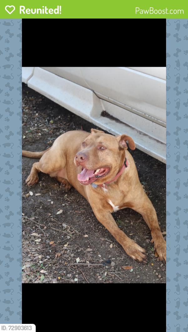 Reunited Male Dog last seen Wynnewood 75224, Dallas, TX 75224