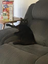 Lost Male Cat last seen Hancock ave , Murrieta, CA 92562