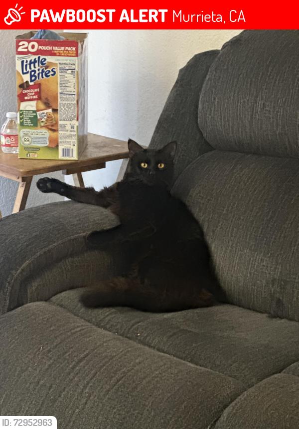 Lost Male Cat last seen Hancock ave , Murrieta, CA 92562