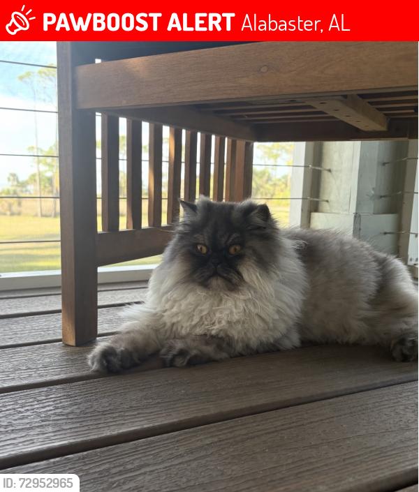 Lost Female Cat last seen Hazelwood Venue Wedding Venue, Alabaster, AL 35007