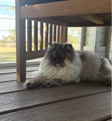 Lost Female Cat last seen Hazelwood Venue Wedding Venue, Alabaster, AL 35007