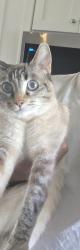 Reunited Female Cat last seen Near Rumford Ave, Mansfield MA, Mansfield, MA 02048