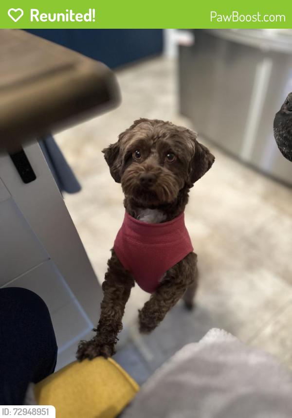 Reunited Female Dog last seen Near Quail Ridge Dr, Sanford, NC 27332, USA, Sanford, NC 27332