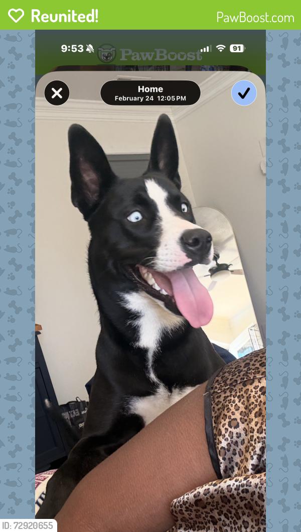 Reunited Female Dog last seen Orcutt ave, Newport News, VA 23605