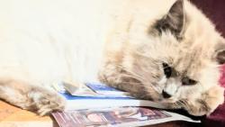 Lost Male Cat last seen Newberg Mobile ParkAQUA BLUE EYES, Newberg, OR 97132