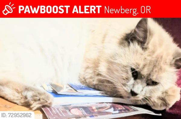 Lost Male Cat last seen Newberg Mobile ParkAQUA BLUE EYES, Newberg, OR 97132