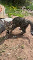 Lost Male Cat last seen 7th Street, down the road from the hillside sport court, Duluth, MN 55805
