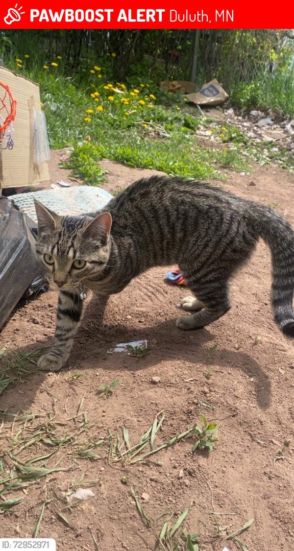 Lost Male Cat last seen 7th Street, down the road from the hillside sport court, Duluth, MN 55805