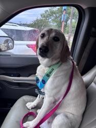Reunited Female Dog last seen Near brew on Cambridge & Broadway, Tyler, TX 75703