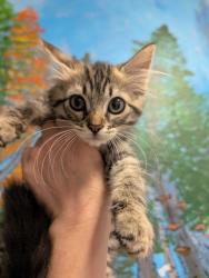 Shelter Stray Female Cat last seen Bexar County, New Braunfels, TX 78130