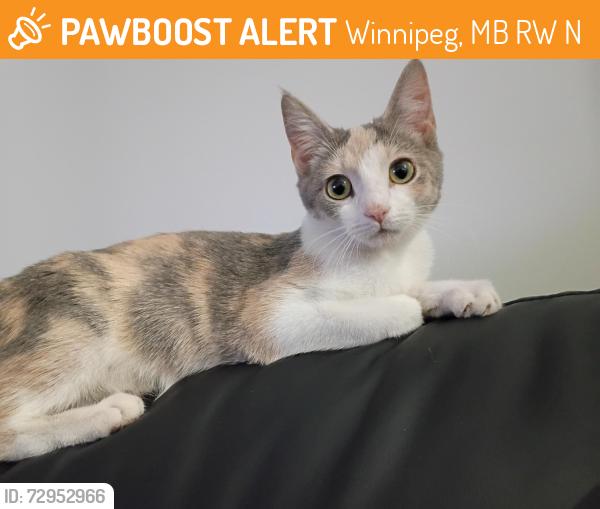 Found/Stray Female Cat last seen Roaming around the back alley, possibly in yards., Winnipeg, MB R2W 2N4