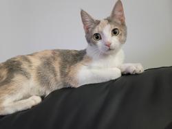 Found/Stray Female Cat last seen Roaming around the back alley, possibly in yards., Winnipeg, MB R2W 2N4