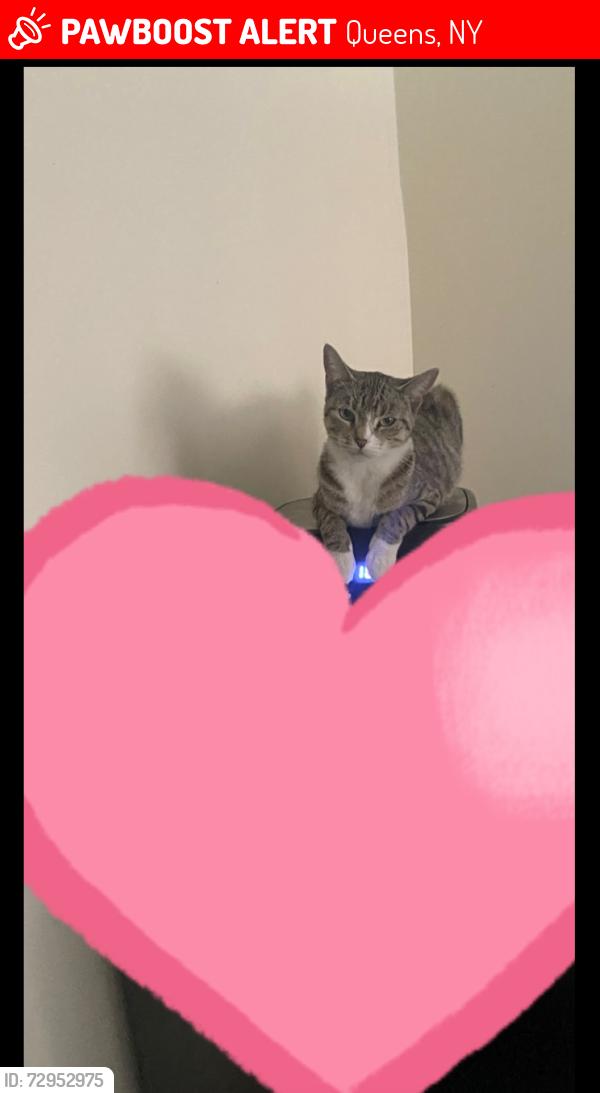 Lost Female Cat last seen Near Almeda Avenue, Queens, NY 11692