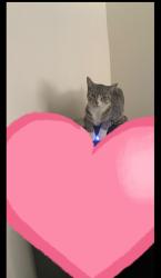 Lost Female Cat last seen Near Almeda Avenue, Queens, NY 11692