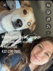 Lost Female Dog last seen Ulmer Park, Dennis the Menace Park, Midland, TX 79701
