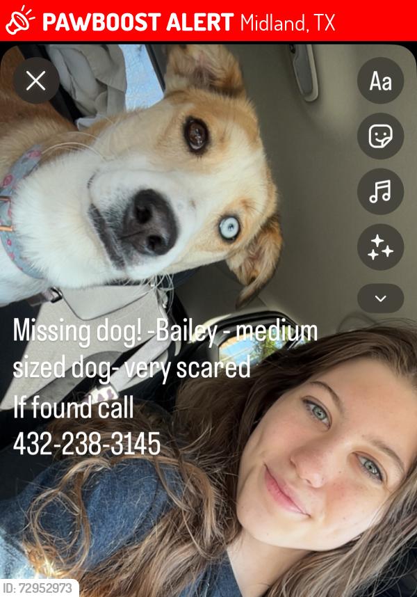 Lost Female Dog last seen Ulmer Park, Dennis the Menace Park, Midland, TX 79701