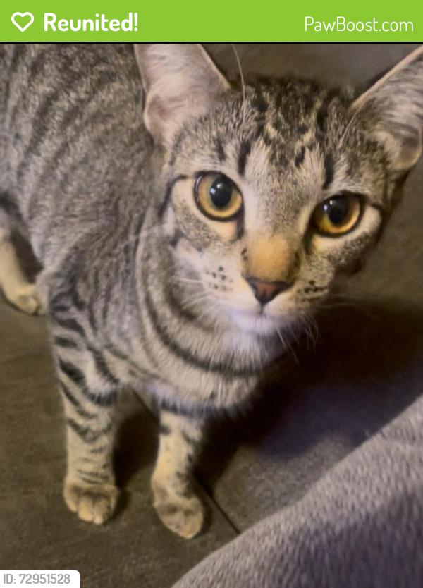 Reunited Female Cat last seen Last seen near City Hall Park, Brea, CA 92821