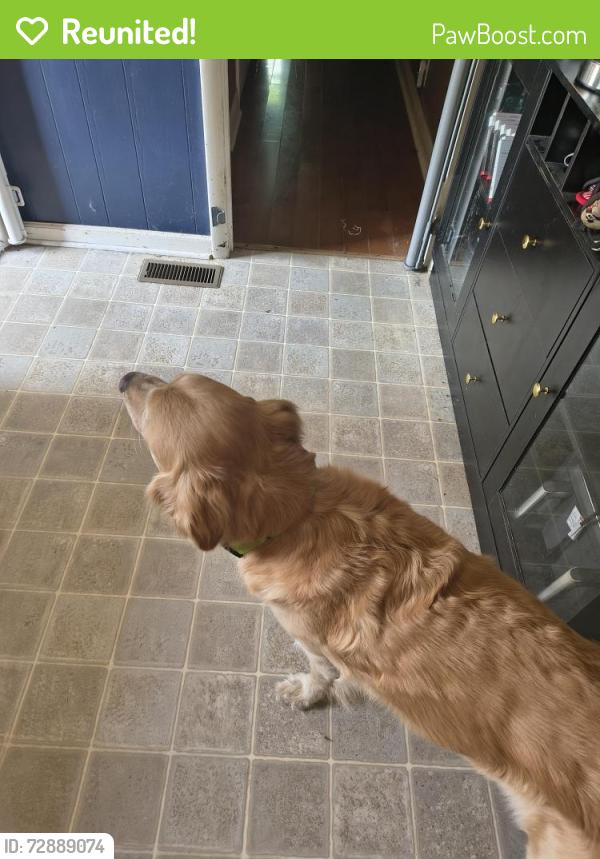 Reunited Female Dog last seen Ashley drive and Huntington parkway, Nashville, TN 37211