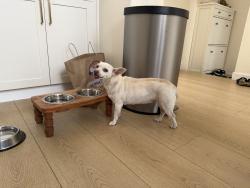 Reunited Female Dog last seen Murphy Park, Milpitas, CA 95035