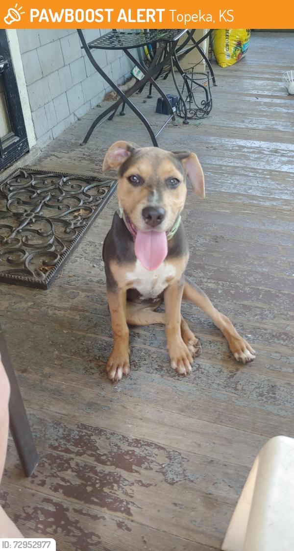 Surrendered Female Dog last seen Down east of the library , Topeka, KS 66604