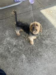 Reunited Male Dog last seen Rose Child Development Center, Milpitas, CA 95035