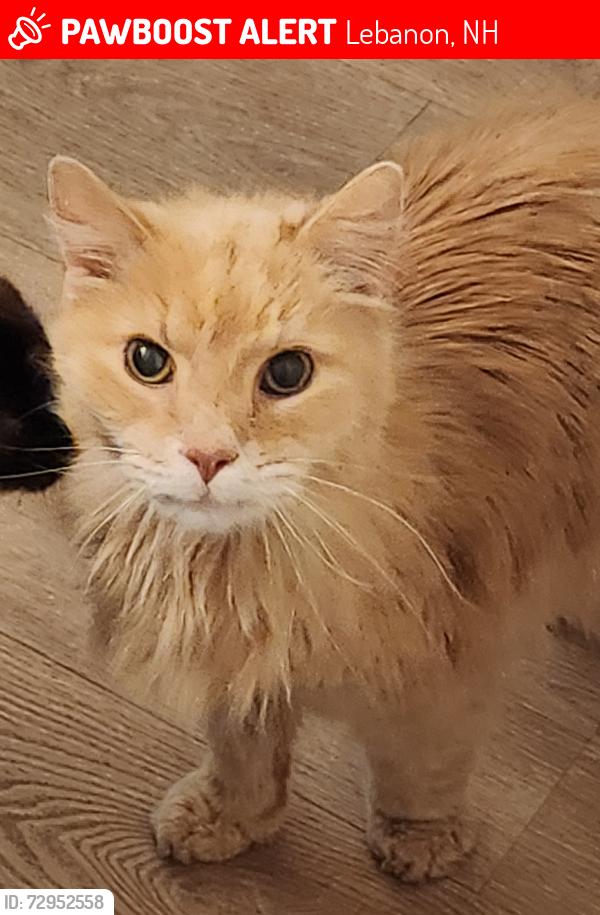 Lost Male Cat last seen Dana Street and Maple Avenue, Lebanon, NH 03784