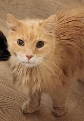 Lost Male Cat last seen Dana Street and Maple Avenue, Lebanon, NH 03784