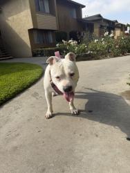 Reunited Female Dog last seen 3XCQ+XH7, 3820 Penn Mar Ave, El Monte, CA 91732, USA, El Monte, CA 91732