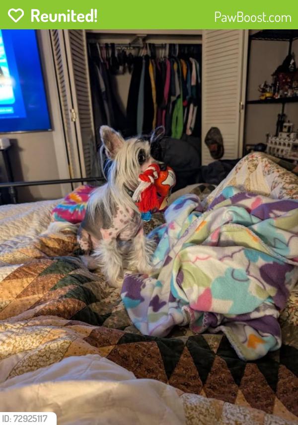 Reunited Male Dog last seen Auburn PL NW & 15th Street, Canton, OH 44703