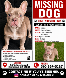 Lost Male Dog last seen McDonald Avenue, Richmond, CA 94801