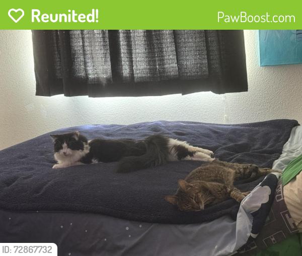 Reunited Male Cat last seen Purple Sage/Liloum, Henderson, NV 89015