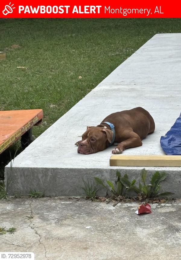 Lost Female Dog last seen Chisholm St , Montgomery, AL 36110