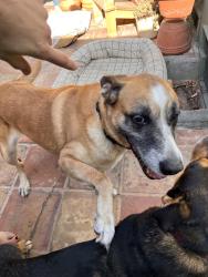 Reunited Unknown Dog last seen Bell Street @ Mentor Street, Pasadena, CA 91104