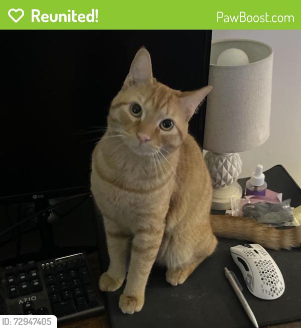 Reunited Male Cat last seen Grasmere , Greensboro, NC 27410