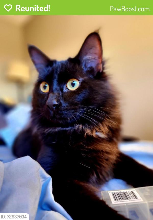 Reunited Male Cat last seen Kyrene and La Jolla Drive , Tempe, AZ 85282