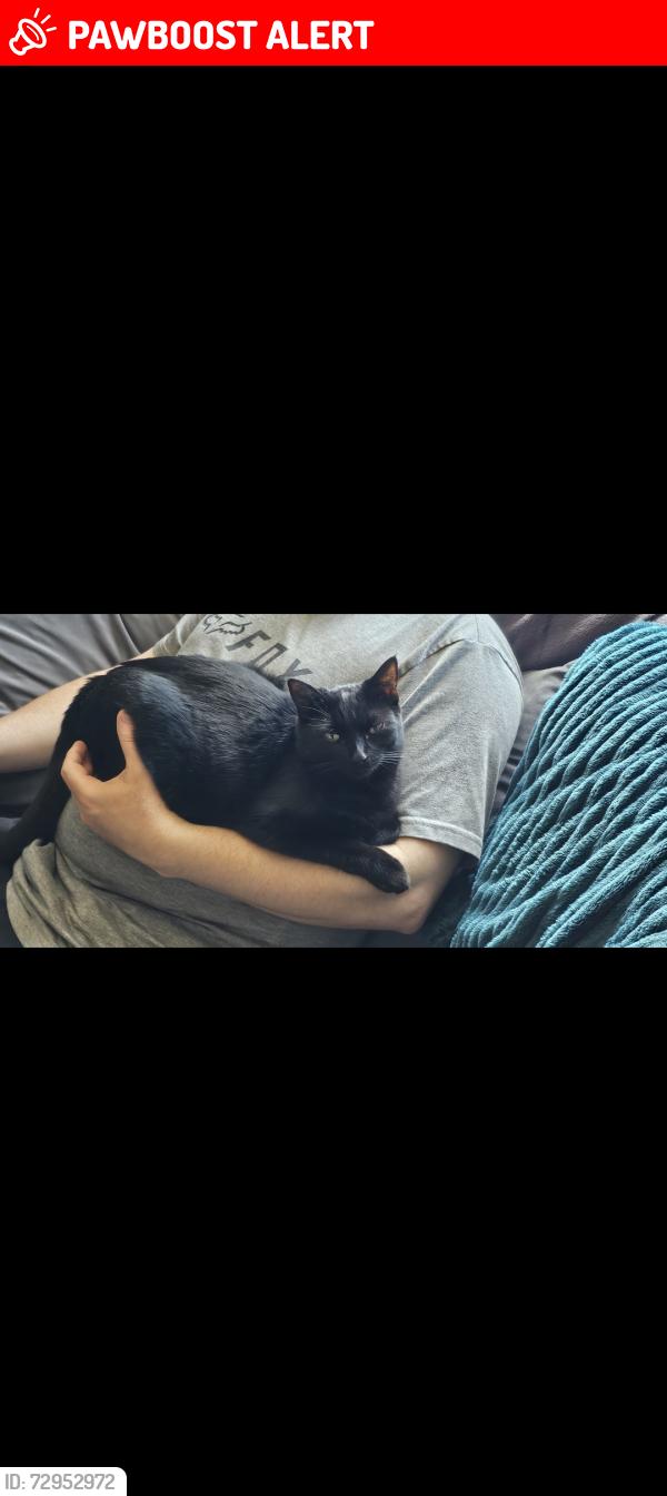 Lost Female Cat last seen Paddington Grove, Bournemouth, Christchurch and Poole, England BH11 8NP