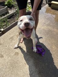 Found/Stray Male Dog last seen Winona and Harvard, Saint Paul, MN 55107
