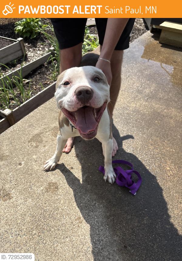 Found/Stray Male Dog last seen Winona and Harvard, Saint Paul, MN 55107
