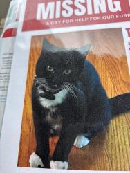 Lost Male Cat last seen Blackthorn tr seviervile, Sevierville, TN 37876