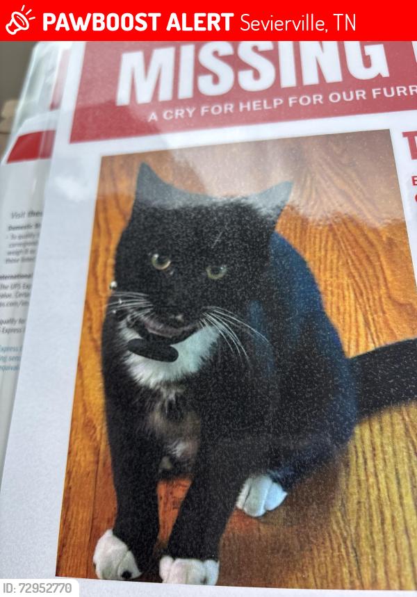 Lost Male Cat last seen Blackthorn tr seviervile, Sevierville, TN 37876