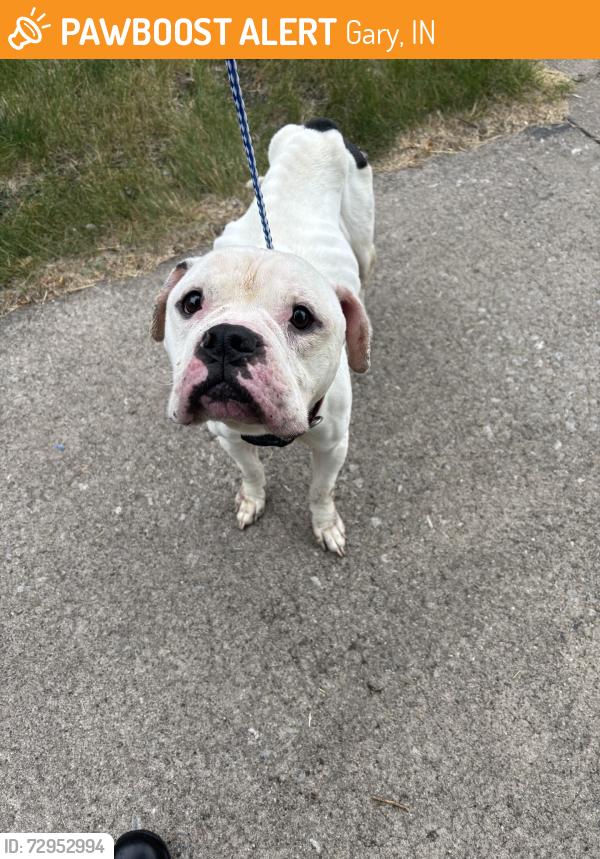 Found/Stray Unknown Dog last seen Gary Animal Control, Gary, IN 46402