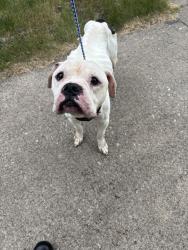 Found/Stray Unknown Dog last seen Gary Animal Control, Gary, IN 46402